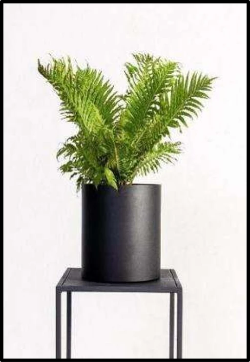 Elegant Boston Fern in Matte Black Planter