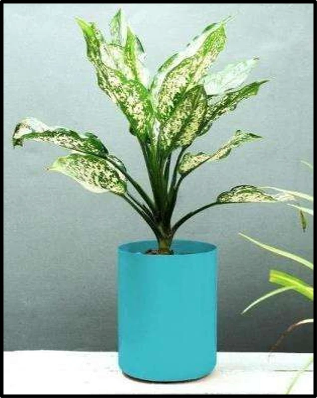 Aqua Blue Cylindrical Iron Pot